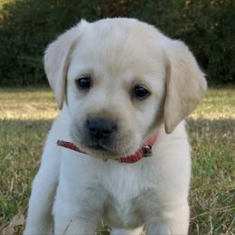 Red Collar - Yellow male Labrador Retriever puppy in Husser, Louisiana from Kristen