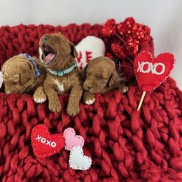 Goldendoodle Puppies from Maryland Designer Doodles