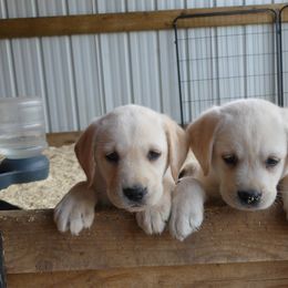 Labrador Retriever Puppies from True Labradors