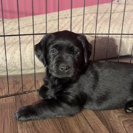 Yellow Girl - Black female Labrador Retriever puppy in Ericson, Nebraska from Rafter CS Labradors