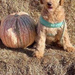 Goldendoodles and Poodles from Texoma Poodle Ranch