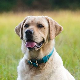 Georgia - Labrador Retriever