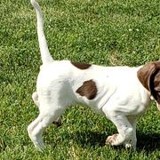 Pointers from Stony Kennels