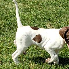 Pointers from Stony Kennels