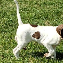 Pointers from Stony Kennels