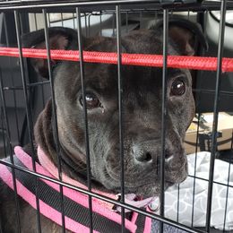 Staffordshire Bull Terrier All Grown Up from Freystaff Staffordshire Bull Terriers