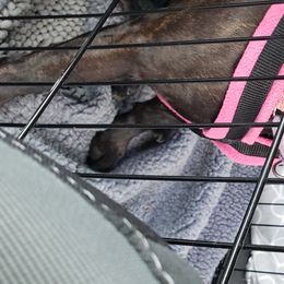 Staffordshire Bull Terrier All Grown Up from Freystaff Staffordshire Bull Terriers