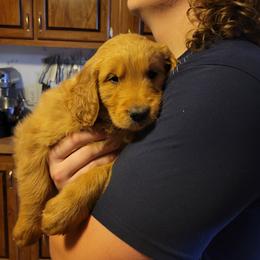 Boy 2 red collar - Golden Golden Retriever puppy in Brush Prairie, Washington from Paradise Peaks