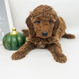 Merry - Apricot female Goldendoodle puppy in O'fallon, Missouri from Rockin R Doodles