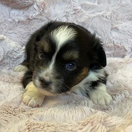 Miniature Australian Shepherd and Toy Australian Shepherd Puppies from Saussie Aussies