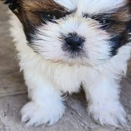 Shih Tzu Puppies from N.F.S.T Imperial ShihTzu Puppies.