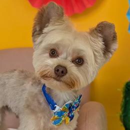 Yorkshire Terriers from Theo The Yorkie Stud