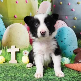 Francis - Black and white male Border Collie puppy in Avilla, Indiana from Borderline Kennels