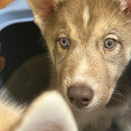 Rusty - Red and white male Siberian Husky puppy in Wheeling, West Virginia from Powells Huskies