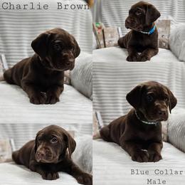 Charlie Brown - Chocolate male Labrador Retriever puppy in Boyd, Minnesota from Lindley Labradors