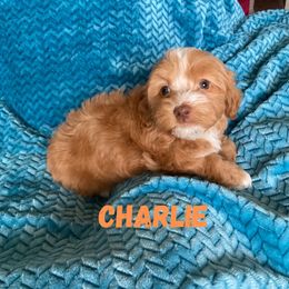 Charlie - Red male Havanese puppy in Fielding, Utah from LUCKY HAVANESE