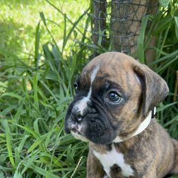 Semi flashy brindle male - Brindle male Boxer puppy in Enon, Ohio from Diamond Lane Boxers