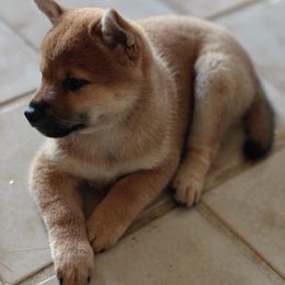 Shiba Inu Puppies from Slushpuppskies