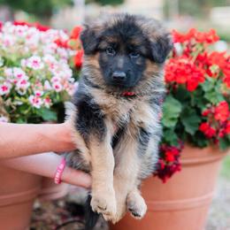 Girl 5 - female German Shepherd puppy in Loveland, Colorado from Coal Creek Shepherds