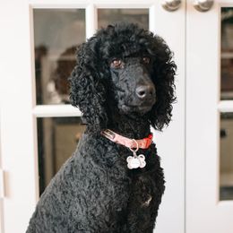 Winnie - Poodle