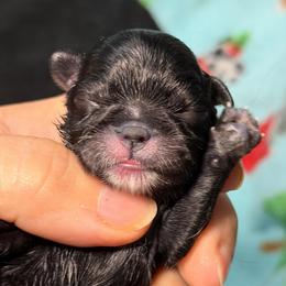 Girl 1 - Black female Shih Tzu puppy in Berkeley Springs, West Virginia from Sandridge Shih Tzus