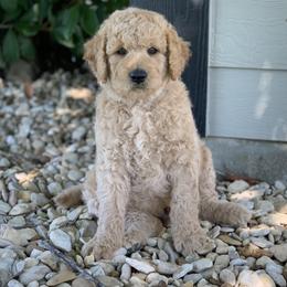 Goldendoodle and Labradoodle Puppies from Sugar Fig Kennel