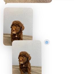Kiss - Brown male Bernedoodle puppy in Waco, Texas from Doodles of Your Dreams (formerly Texana Doodles)