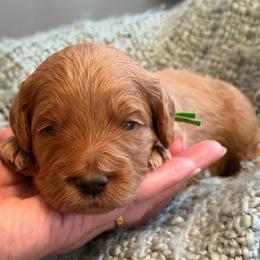 Green - Apricot male Goldendoodle puppy in Greenville, South Carolina from Law Doodles of SC