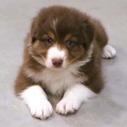 Stetson - Red tri-color male Australian Shepherd puppy in Bagley, Iowa from Diamond M Aussies