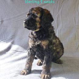 Sterling - Sable male Poodle puppy in Elk, Washington from Nothing better than Standard poodles