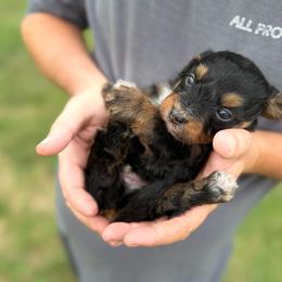 Bennett - Phantom male Bernedoodle puppy in Warrensburg, Missouri from Dreamer Ridge Puppies