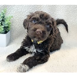 Miss Amber - Brown and white Portuguese Water Dog puppy in Grants Pass, Oregon from Rogue River Portuguese Water Dogs
