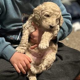 Birch - Cream male Goldendoodle puppy in Kansas City, Missouri from Beary GoldenDoodles