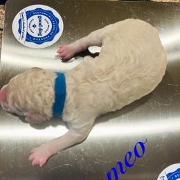 Romeo - White male Poodle puppy in Mobile, Alabama from Semmy’s Standard Poodle LLC