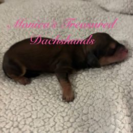Girl 2 - Cream female Dachshund puppy in Humble, Texas from Monica’s Treasured Dachshunds