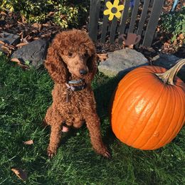 Bella - Poodle