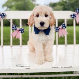 Clyde - Cream male Goldendoodle puppy in Ooltewah, Tennessee from Allison Family Doodles