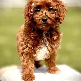 Cavapoo and Goldendoodle Puppies from Goldendoodles Utah| All sizes| Erda, Utah