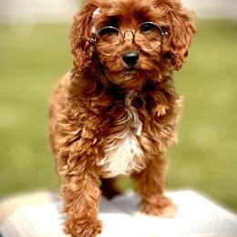 Cavapoo and Goldendoodle Puppies from Goldendoodles Utah| All sizes| Erda, Utah