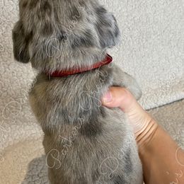 Great Dane Puppies from Parker's Great Danes