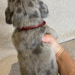 Great Dane Puppies from Parker's Great Danes