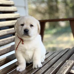 Red - Yellow female Labrador Retriever puppy in Pendleton, South Carolina from DogSmith Purebreds
