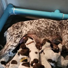 German Shorthaired Pointers from Brownscreek Connection