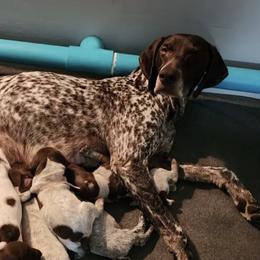 German Shorthaired Pointers from Brownscreek Connection
