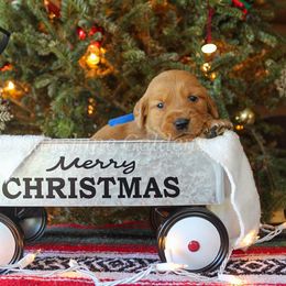 Golden Retriever Puppies from Sunshine Goldens