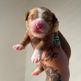 Girl 1 - Red female Australian Labradoodle puppy in Valley Springs, California from Blue Denim Doodles
