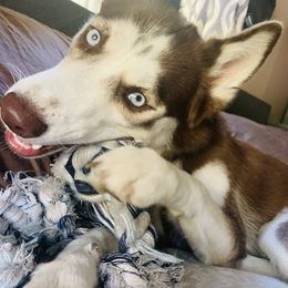 Roxy - Siberian Husky