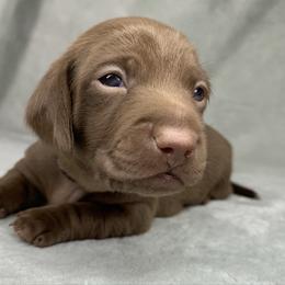Male 1 - Chocolate male Dachshund puppy in Birmingham, Alabama from LongBottomDachshunds
