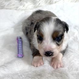 Heidi - Blue merle female Australian Shepherd puppy in Vail, Iowa from Homegrown Huskies
