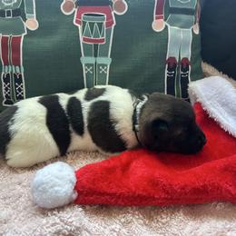 Girl 1 - Brown brindle female Akita puppy in Las Vegas, Nevada from Ishikawa Akita's